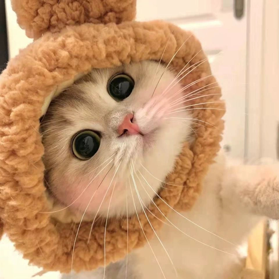 Cat Hat Lion Head Cover Pig Eight Ring Lesser Panda Hat Cute Heattech Winter Decoration Disguise Cap Pet Hat Petneeds Space