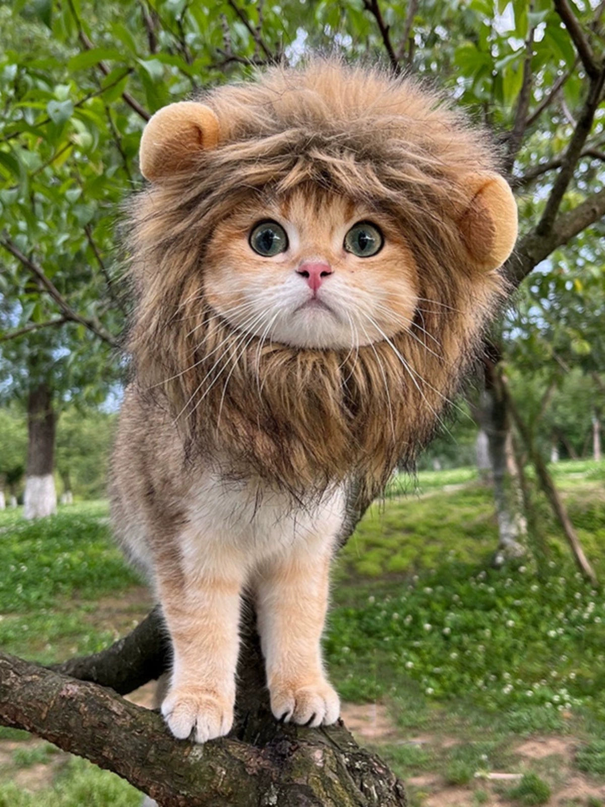 Cat Hat Lion Head Cover Pig Eight Ring Lesser Panda Hat Cute Heattech Winter Decoration Disguise Cap Pet Hat Petneeds Space