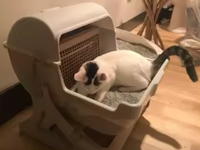 Customer photo 1 for review 1