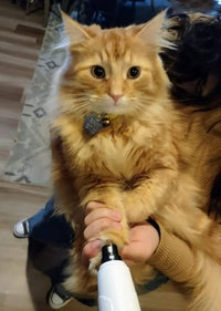 Customer photo 2 for review 4